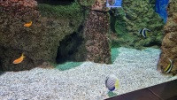 Kaiserfisch (Pomacanthus imperator)